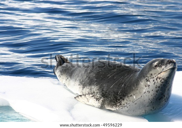 Dangerous leopard\
seal on ice floe in\
Antarctica.