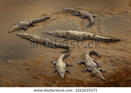 Dangerous lizard animals in the mud. American crocodiles, Crocodylus acutus, animals in the river. Wildlife scene from nature. Crocodiles from river Tarcoles, Costa Rica. 