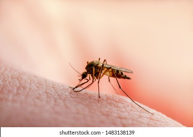 Dangerous Malaria Infected Mosquito Skin Bite. Leishmaniasis, Encephalitis, Yellow Fever, Dengue, Malaria Disease, Mayaro or Zika Virus Infectious Culex Mosquito Parasite Insect Macro.