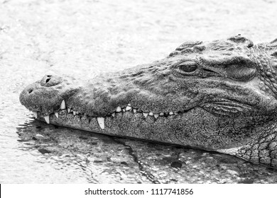 Dangerous Nile Crocodile Lying River Water Stock Photo 1117741856 ...