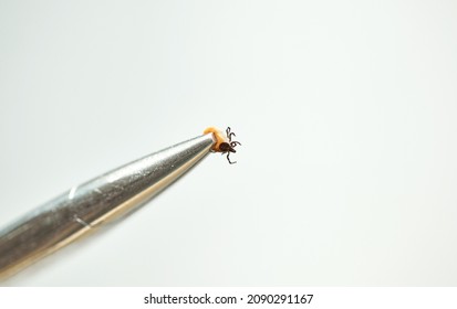 Dangerous Parasitic Mite Insect. Desease Carrier Tick In Tweezers