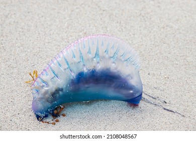 A Dangerous And Poisonous Jellyfish, A Portuguese Warship Washed Ashore In Miami By A Storm In The Atlantic Ocean. Hot Air Balloon Pink-blue Jellyfish On The Sand Of The Beach Near The Sea