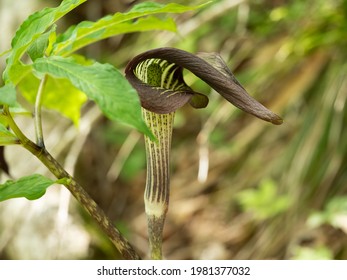 Dangerous poisonous plants, Arisaema serrata - Shutterstock ID 1981377032