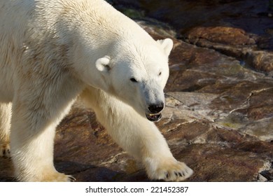 Dangerous Polar Bear, Showing Teeth, Walking