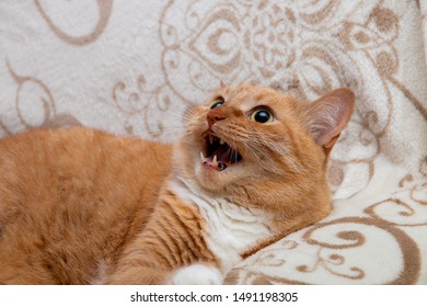 dangerous red cat on the couch opened his mouth game hunting threatens