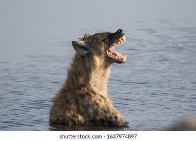 Dangerous Spotted Hyena Sitting In Pond And Taking Baths And Yawning And Showing Huge Teeth. Namibia . Africa