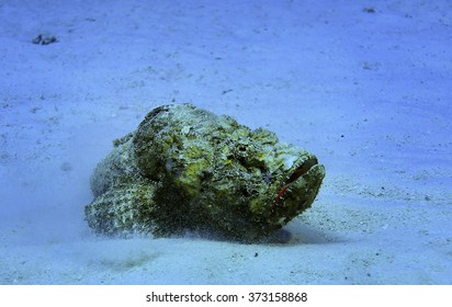 Dangerous Stone Fish