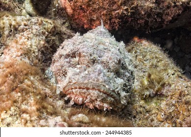 Dangerous Stone Fish Close Up Underwater Portrait