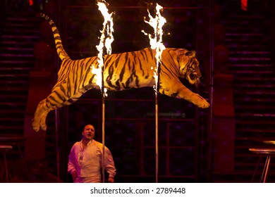 Dangerous trick - tiger jumping through the fire