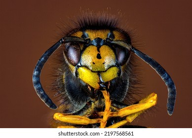 A Dangerous Wasp On Food