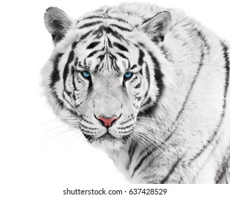 Dangerous white tiger