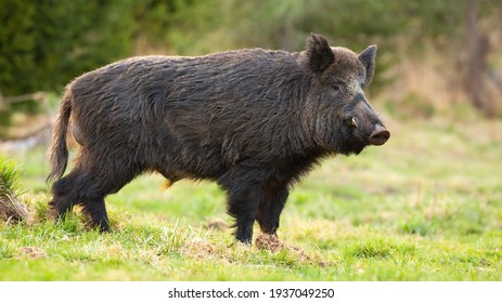 Dangerous wild boar with long tusks standing on green grass in spring forest