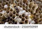 dangerous yellow-black wasps and their nest