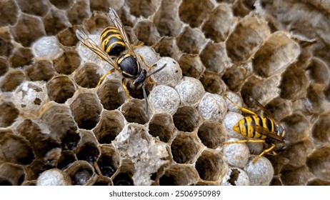 dangerous yellow-black wasps and their nest