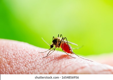 Dangerous Zika Infected Mosquito Bite on Green Background. Leishmaniasis, Encephalitis, Yellow Fever, Dengue, Malaria Disease, Mayaro, EEEV or Zika Virus Infectious Culex Parasite Insect Macro.