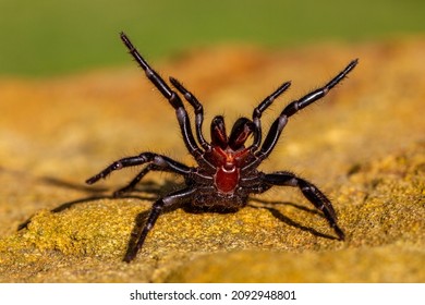 Dangerously Venomous Male Sydney Funnel-web Spider Showing Fangs