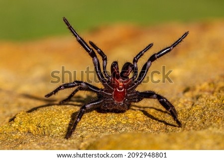 Dangerously venomous Male Sydney Funnel-web spider showing fangs