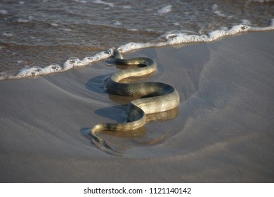 Image result for picture of  serpents playing in the grass by seashore