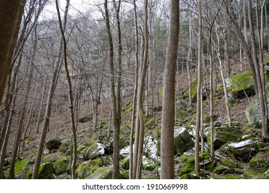 Daniel Boone National Forest During Winter