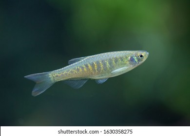 Danio Aesculapii - Panther Danio