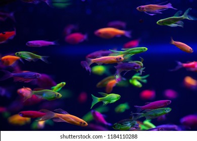 Nice Danio Glow Fish Freshwater Pets Stock Photo (Edit Now) 1325681771