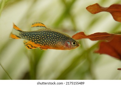 Danio margaritatus Freshwater fish, celestial pearl danio in the aquarium, is often as often referred as galaxy rasbora or Microrasbora Galaxy. Animal aquascaping photography
