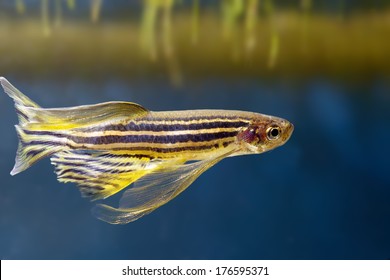 Danio Rerio