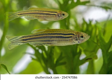 Danio Rerio Aquarium Fish