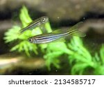 Danio rerio (Brachydanio) - pair of zebrafishes, zebra danio, veil fin