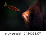 Danio Rerio and Pterophyllum (Angelfish). Dark nature background.
