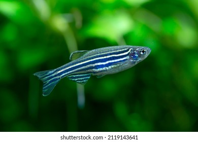 Danio Rerio - Zebra Danio