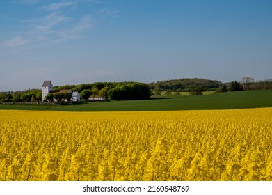 Danish church and rapeseed field