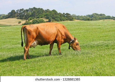 Danish cow grassing on meadow.