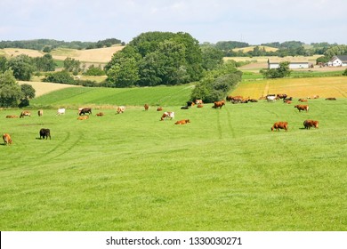 Danish cows graze on the eco-friendly field, next to the farm. Cow pasture. Island. Summer. Scandinavia.