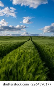 Danish crop fields in summertime