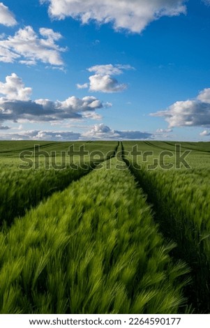 Danish crop fields in summertime