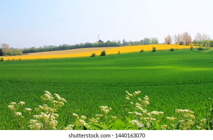 Danish fields with crops in yellow green and brown colors in spring season