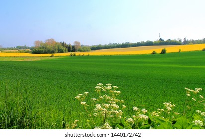 Danish fields with different kind of crops in spring season