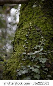 Danish Forrest