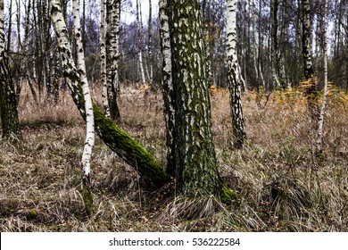 Danish Forrest