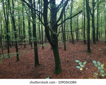 Danish Forrest At Autumn