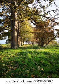 Danish Forrest In Early September