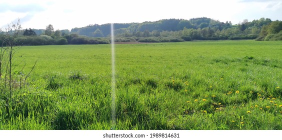 Danish green grass field and flat landscape in the countryside 