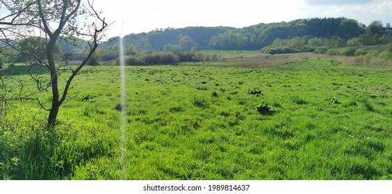 Danish green grass field and flat landscape in the countryside 