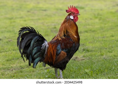 The Danish hen (Dansk landhøne) is a chicken landrace native to Denmark