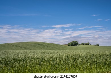 Danish hilly agricultural landscape and crop fields