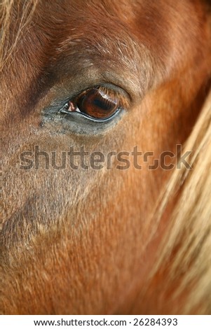 Similar – Image, Stock Photo humans in animals Horse