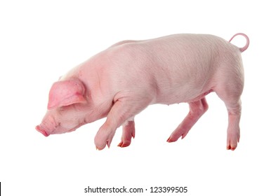 Danish Landrace Pig Breeds. Isolated On White Background