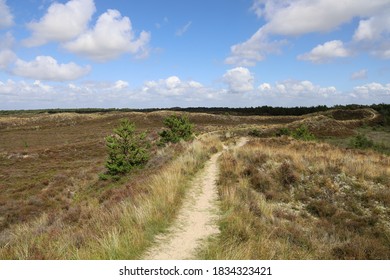 Danish landscape with heather on a sunny day