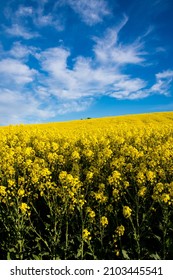 Danish rapeseed field under blue sky and white clouds
